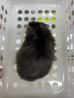 シリアンハムスターベビー クロクマロング♀｜国産・店頭案内の画像3