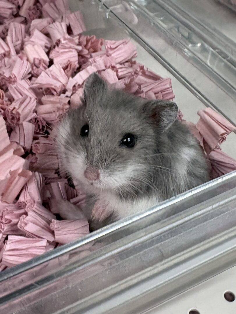 キャンベルハムスター ベビー♀ ブルー｜国産・2025年11月生｜ピュア☆アニマルのメイン画像