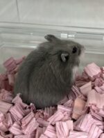 キャンベルハムスター ベビー♀ ブルー｜国産・2025年11月生｜ピュア☆アニマルの画像2