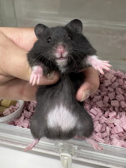 ゴールデンハムスターのメイン画像