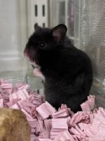 ゴールデンハムスターの画像1