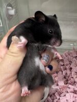 ゴールデンハムスターの画像2