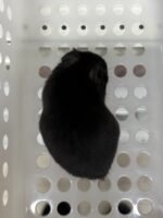 ゴールデンハムスターの画像3