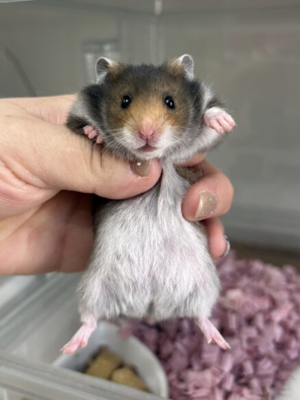 ゴールデンハムスターのメイン画像