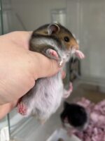 ゴールデンハムスターの画像1