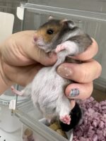 ゴールデンハムスターの画像2