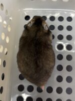 ゴールデンハムスターの画像3