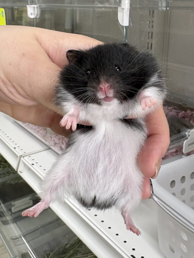 ゴールデンハムスター,アンブローズ・ゴールデン・ドミナントスポット ロングのメイン画像