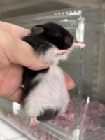 ゴールデンハムスター,アンブローズ・ゴールデン・ドミナントスポット ロングの画像1