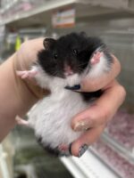 ゴールデンハムスター,アンブローズ・ゴールデン・ドミナントスポット ロングの画像2