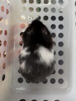 ゴールデンハムスター,アンブローズ・ゴールデン・ドミナントスポット ロングの画像3