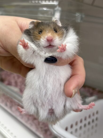 ゴールデンハムスター,アンブローズ・ゴールデン・ドミナントスポット ロングのメイン画像