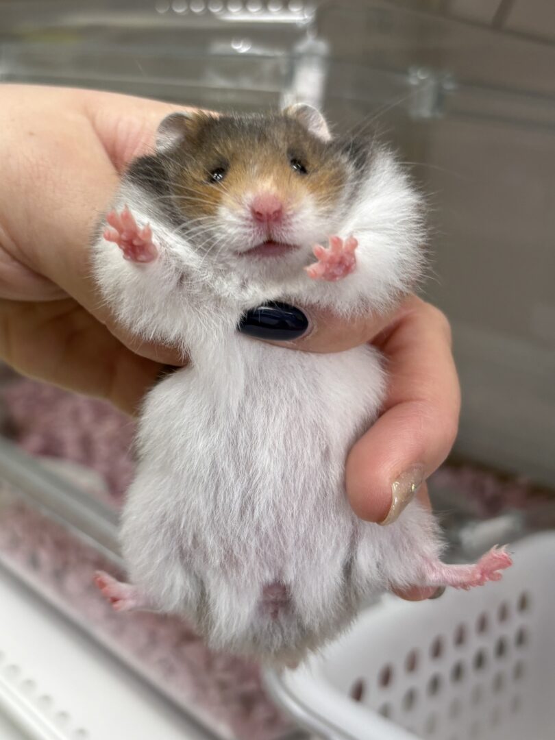 ゴールデンハムスター,アンブローズ・ゴールデン・ドミナントスポット ロングのメイン画像