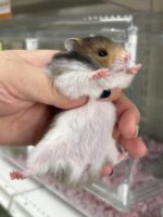 ゴールデンハムスター,アンブローズ・ゴールデン・ドミナントスポット ロングの画像1