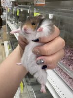 ゴールデンハムスター,アンブローズ・ゴールデン・ドミナントスポット ロングの画像2