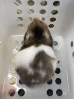 ゴールデンハムスター,アンブローズ・ゴールデン・ドミナントスポット ロングの画像3