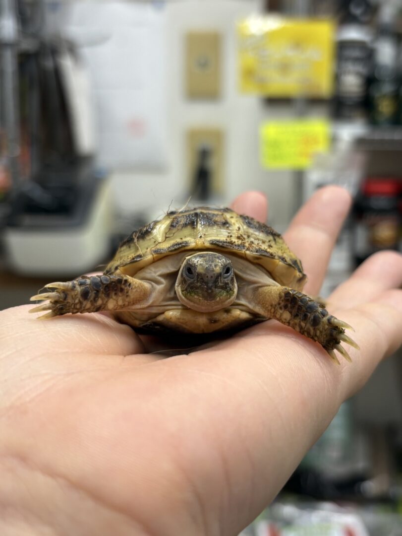 ロシアリクガメ販売｜初心者にも迎えやすい人気の乾燥系リクガメ【ピュア☆アニマル】のメイン画像