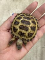 ロシアリクガメ販売｜初心者にも迎えやすい人気の乾燥系リクガメ【ピュア☆アニマル】の画像1