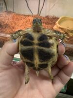 ロシアリクガメ販売｜初心者にも迎えやすい人気の乾燥系リクガメ【ピュア☆アニマル】の画像2