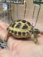 ロシアリクガメ販売｜初心者にも迎えやすい人気の乾燥系リクガメ【ピュア☆アニマル】の画像3