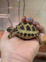 ロシアリクガメ販売｜初心者にも迎えやすい人気の乾燥系リクガメ【ピュア☆アニマル】の画像4