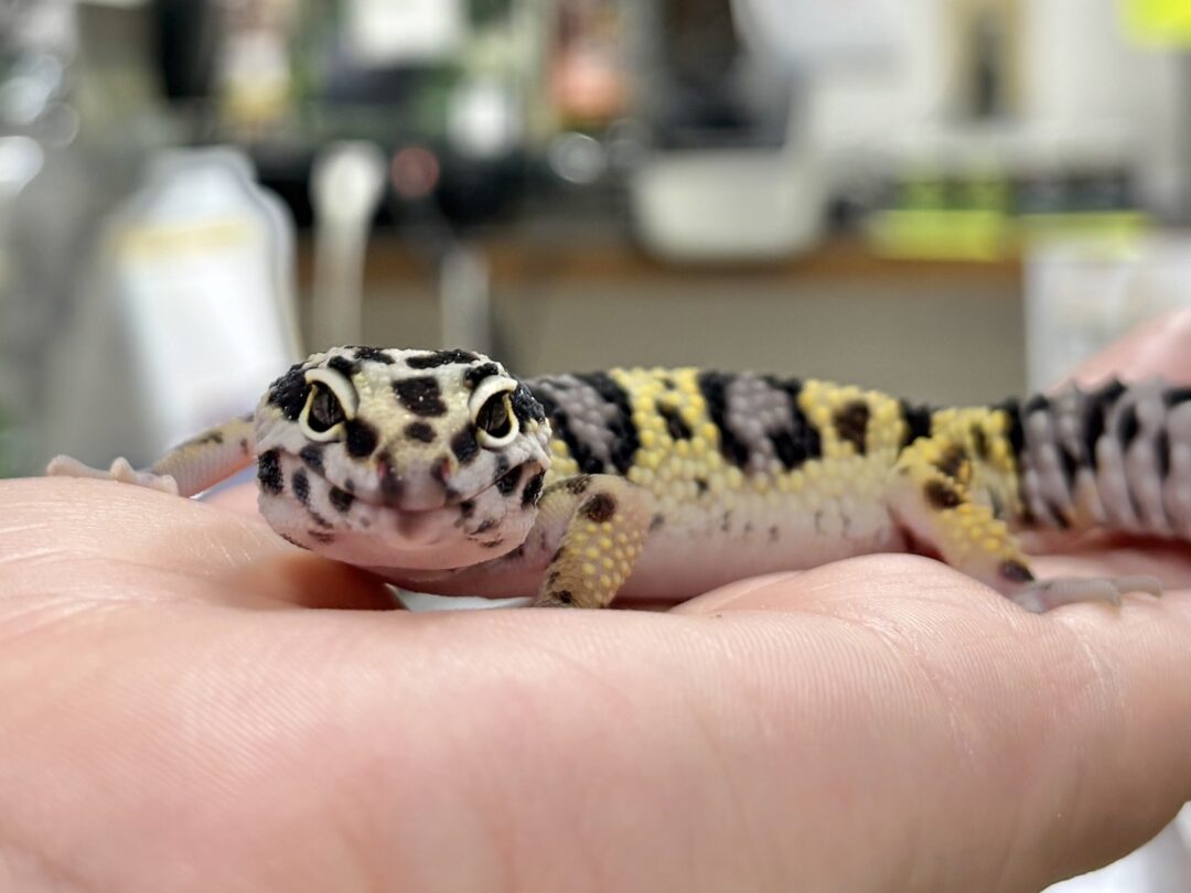 レオパ　ヒョウモントカゲモドキ ハイイエローのメイン画像