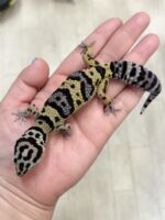 レオパ　ヒョウモントカゲモドキ ハイイエローの画像1