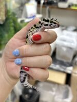 レオパ　ヒョウモントカゲモドキ ハイイエローの画像2