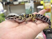 レオパ　ヒョウモントカゲモドキ ハイイエローの画像3