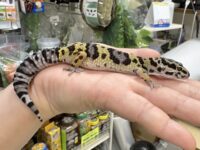 レオパ　ヒョウモントカゲモドキ ハイイエローの画像4