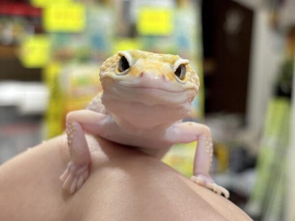 レオパ（エクリプスマックスノーアルビノ）販売情報｜東京都のピュア☆アニマルのメイン画像