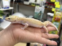 レオパ（エクリプスマックスノーアルビノ）販売情報｜東京都のピュア☆アニマルの画像1