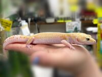 レオパ（エクリプスマックスノーアルビノ）販売情報｜東京都のピュア☆アニマルの画像2