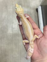 レオパ（エクリプスマックスノーアルビノ）販売情報｜東京都のピュア☆アニマルの画像3