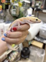 レオパ（エクリプスマックスノーアルビノ）販売情報｜東京都のピュア☆アニマルの画像4