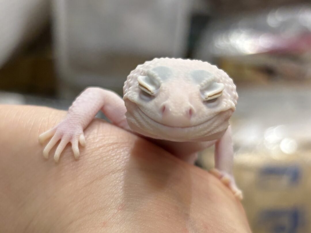 レオパ（エクリプスマックスノーアルビノ）販売情報｜東京都のピュア☆アニマルのメイン画像