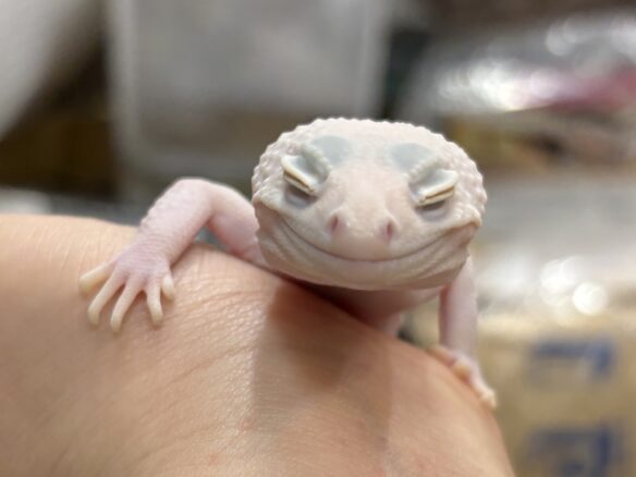 レオパ（エクリプスマックスノーアルビノ）販売情報｜東京都のピュア☆アニマルのメイン画像