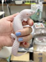 レオパ（エクリプスマックスノーアルビノ）販売情報｜東京都のピュア☆アニマルの画像1