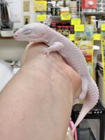 レオパ（エクリプスマックスノーアルビノ）販売情報｜東京都のピュア☆アニマルの画像2