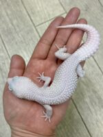 レオパ（エクリプスマックスノーアルビノ）販売情報｜東京都のピュア☆アニマルの画像3