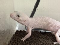 レオパ（エクリプスマックスノーアルビノ）販売情報｜東京都のピュア☆アニマルの画像4