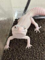 レオパ（エクリプスマックスノーアルビノ）販売情報｜東京都のピュア☆アニマルの画像5