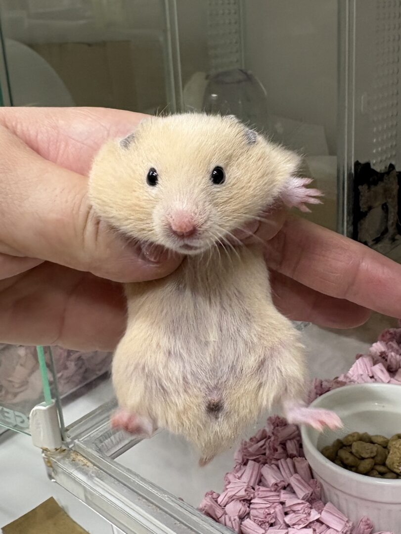 キンクマハムスター ベビー（2025年12月生まれ）｜国産シリアンのメイン画像