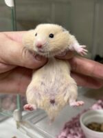 キンクマハムスター ベビー（2025年12月生まれ）｜国産シリアンの画像1