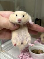 キンクマハムスター ベビー（2025年12月生まれ）｜国産シリアンの画像2