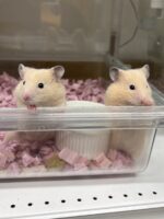 キンクマハムスター ベビー（2025年12月生まれ）｜国産シリアンの画像4