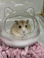 初心者にも飼いやすい ジャンガリアンハムスター ベビー（イエロープディング）｜ピュア☆アニマルの画像2