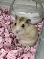 初心者にも飼いやすい ジャンガリアンハムスター ベビー（イエロープディング）｜ピュア☆アニマルの画像3