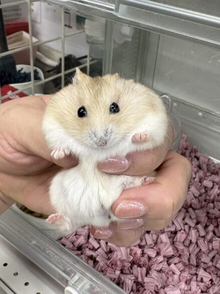 初心者にも飼いやすい ジャンガリアンハムスター ベビー（イエロープディング）｜ピュア☆アニマルのメイン画像