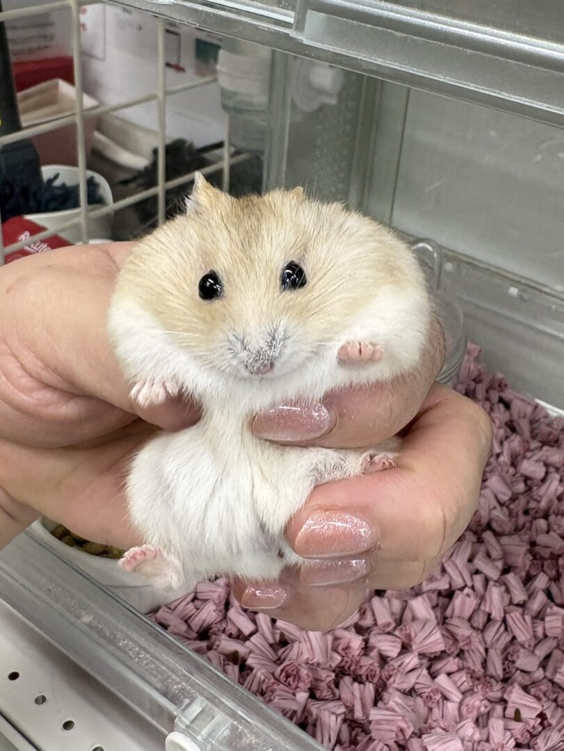 初心者にも飼いやすい ジャンガリアンハムスター ベビー（イエロープディング）｜ピュア☆アニマルのメイン画像